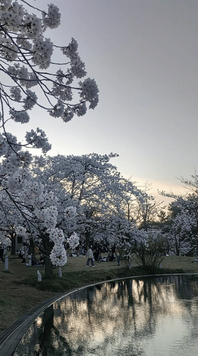 新潟市も桜が満開です。