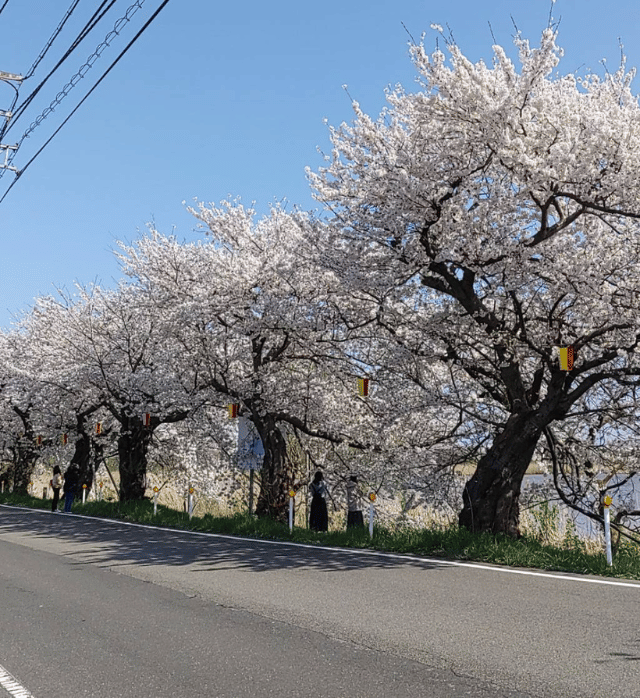 新潟市桜