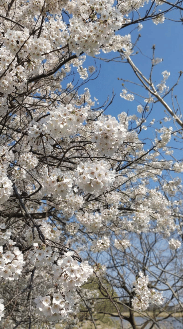 新潟市も桜が満開です。